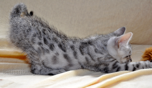 Bengalkatzen Kitten rosetted